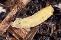 asticot musca 2